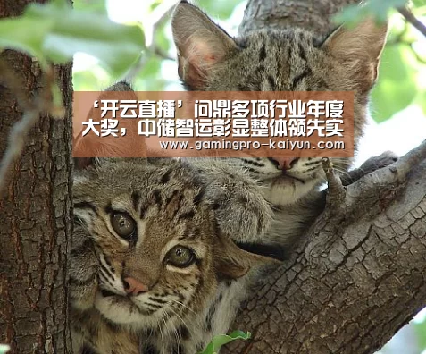 开云电竞
